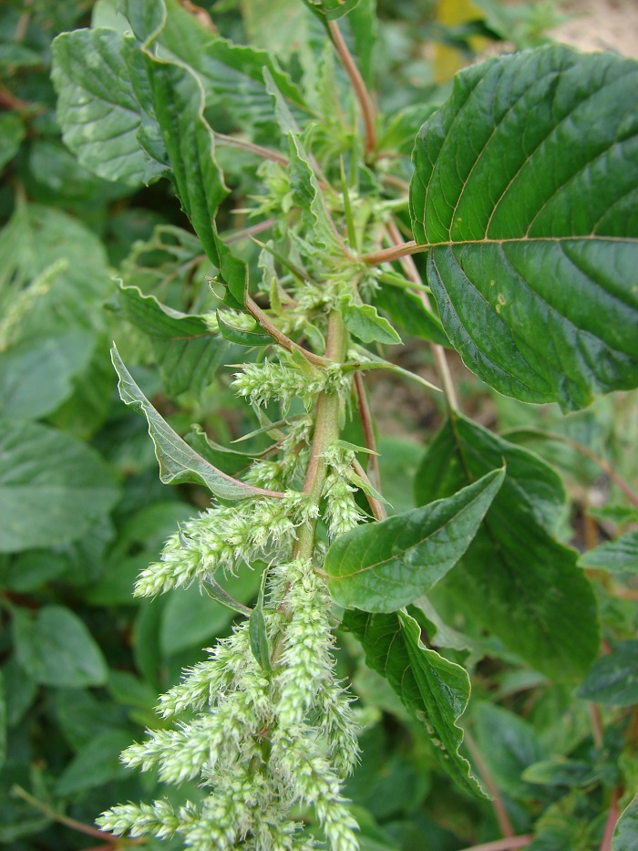 Amaranthus spinosus